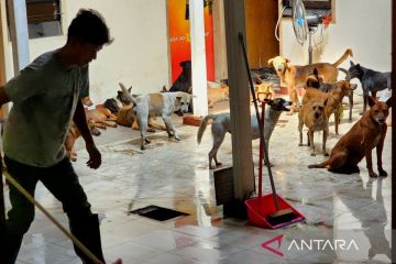 Polrestabes Semarang upayakan perawatan lanjutan ratusan anjing