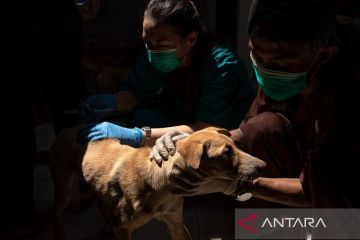 Penyelamatan ratusan anjing untuk daging konsumsi di Semarang