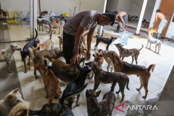 Relawan rawat ratusan anjing yang diselamatkan dari penyelundupan
