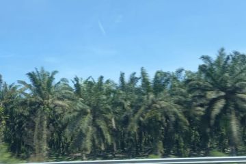 Riau remajakan 24.444 hektare kebun kelapa sawit
