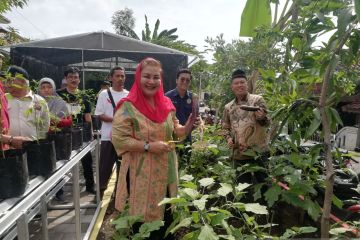 Wali Kota Semarang: Gerakan pertanian perkotaan semakin masif