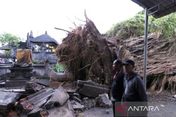 BPBD gandeng DLHK & PUPR siaga tangani pohon tumbang di Denpasar