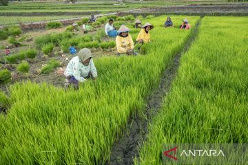 Penyediaan bibit untuk Gernas Tanam Padi