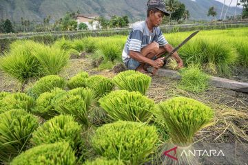 Penyediaan bibit untuk Gernas Tanam Padi