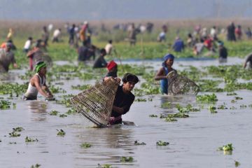 Album Asia: Menengok serunya menangkap ikan bersama di India