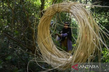 Para pencari rotan di hutan Aceh