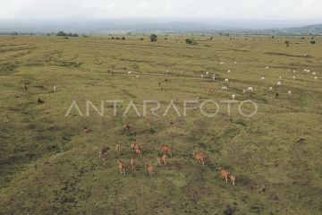 SAVANA DORO NCANGA