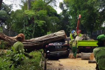 Sebuah mobil Mabes Polri tertimpa pohon tumbang di depan rumah Prabowo