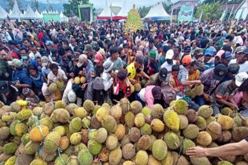 Sulteng genjot pengembangan durian sebagai komoditas ekspor