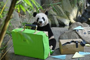 Panda raksasa yang lahir di Singapura tiba di Chengdu, China