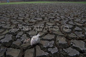 Distan NTT siapkan ganti rugi benih bagi petani yang gagal panen