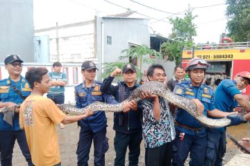 Petugas evakuasi ular piton masuk kandang ayam warga di Tangerang