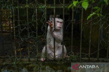 Kebun binatang Medan terbengkalai, begini kondisi satwanya