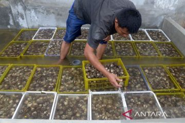FOTO - Ekspor perdana komoditas kerang di Aceh