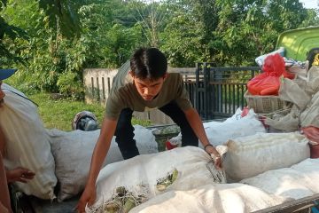 Petani sayuran dataran rendah di Lebak, Banten penuhi permintaan pasar