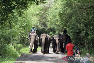 Dirjen Gakkum: Kasus kematian gajah Sumatra masih dalam investigasi