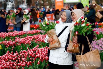 Keindahan Hari Tulip Nasional di Belanda