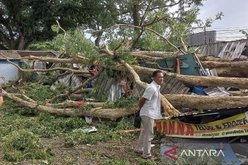 Belasan tempat usaha di Malang rusak akibat pohon tumbang