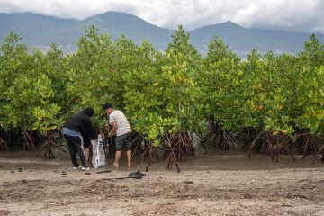 Pembersihan pantai di kawasan konservasi mangrove