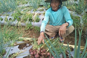 Mentan sebut "food estate" berjalan baik dan sesuai target