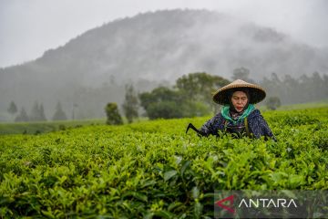 Kementan berencana meremajakan perkebunan teh untuk meningkatkan produktivitas
