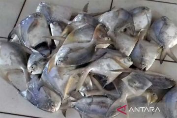 Ikan bawal putih mulai muncul di perairan Cilacap menjelang Imlek