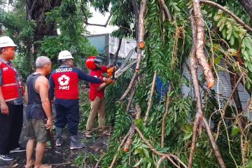 Pemkab Sidoarjo siagakan layanan darurat 112 tangani pohon tumbang
