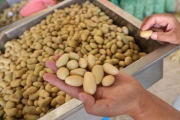 Ekspor produk pertanian Gansu naik 18,9 persen pada 2023