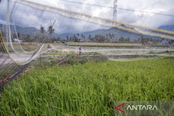 Halau hama burung dengan jaring