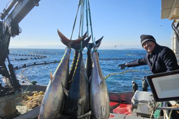 Menggiring tuna agar jadi jagoan di kancah global dan nasional