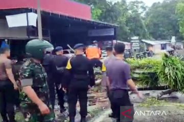 Pohon tumbang tutupi jalan Trans Sulawesi di Mamuju