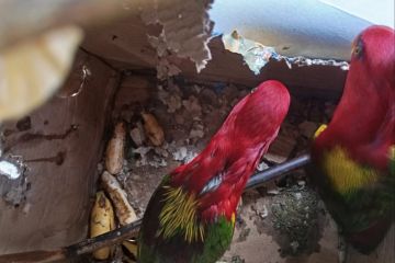 BKSDA Maluku amankan burung Kasturi Ternate di Ambon