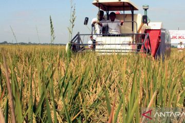 Karawang siapkan pengembangan panen padi empat kali dalam setahun
