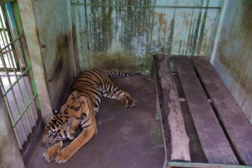 Walhi Sumut: Segera tutup Medan Zoo usai empat ekor harimau mati
