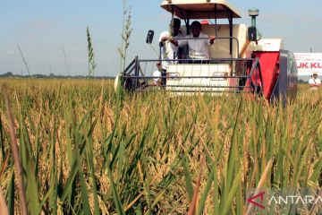 Dinas Pertanian Karawang: Produksi padi capai 1,4 juta dalam setahun