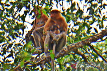 Pulau Curiak sambut kelahiran bayi bekantan jelang Hari Primata