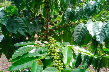 Menjajaki potensi kopi dari kaki Gunung Rinjani di pasar global