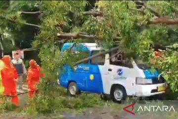 Angkot JakLinko tertimpa pohon tumbang saat melintas di Cakung