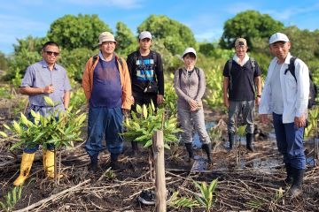 PWI gandeng pecinta mangrove Indonesia - Jepang tanam bakau di Bintan