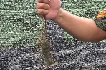Bantul budidayakan lobster laut dengan metode demplot