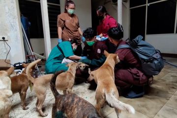 Antisipasi rabies, anjing selundupan segera dikirim ke Jabar