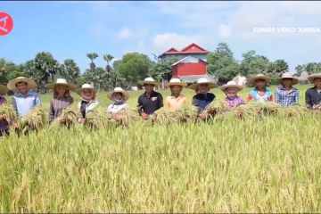 Kamboja raup 466 juta dolar AS dari ekspor beras giling di 2023