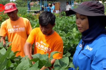 Melihat pemuda menjadi petani modern saat bercocok tanam edamame