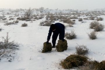 Cara cagar alam Xinjiang beri makan satwa saat musim dingin