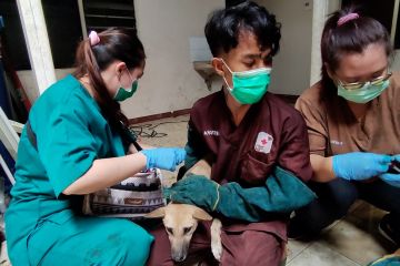 Distan Semarang beri pengobatan ratusan anjing hasil penyelamatan