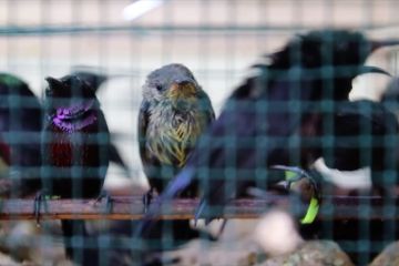 Karantina Kalbar gagalkan penyelundupan 387 burung dilindungi