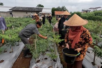 Pemkot Bogor panen cabai 100 kuintal bareng petani lokal