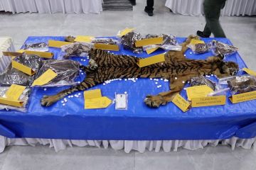 Polisi tangkap ASN penjual kulit harimau di Aceh Timur