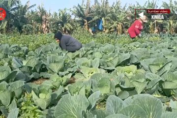 Petani Lebanon panen sayur di tengah serangan Israel