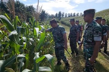 Korem 011 Lilawangsa manfaatkan 68,3 hektare lahan jadi kebun jagung